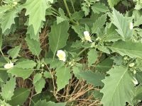 Physalis acutifolia
