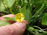 Physalis missouriensis