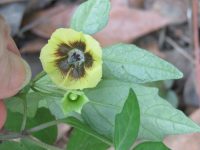 Physalis virginiana