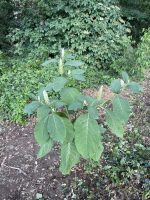 Phytolacca acinosa