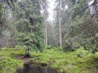 Picea abies