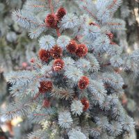 Picea engelmannii