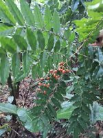 Picramnia ramiflora