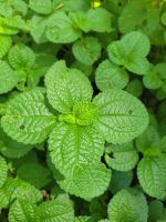 Pilea nummularifolia