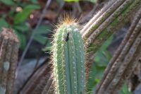 Pilosocereus machrisii