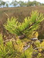 Pinus banksiana