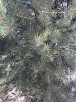 Pinus cembroides