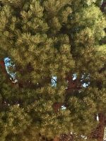 Pinus edulis