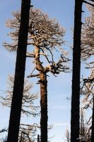Pinus montezumae