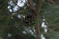 Pinus pinea