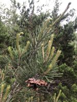 Pinus remota