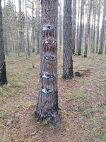 Pinus sylvestris