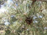 Pinus tabuliformis