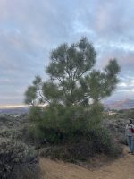 Pinus torreyana