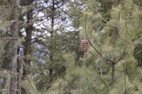 Pinus wallichiana
