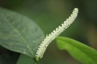 Piper corcovadensis