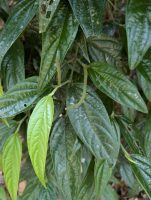 Piper lepturum