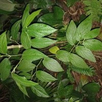 Piper mollicomum