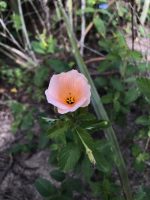 Piriqueta guianensis