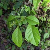 Pisonia aculeata