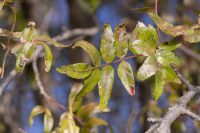 Pistacia atlantica