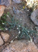 Plantago ovata