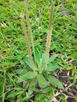 Plantago tomentosa