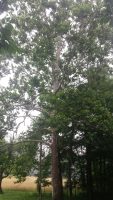 Platanus occidentalis