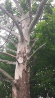 Platanus orientalis