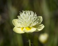 Platystemon californicus