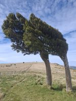 Podocarpus totara