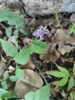 Polygala decumbens