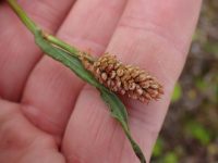Polygonum bistortoides