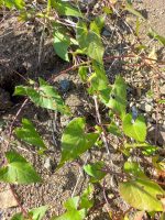 Polygonum convolvulus
