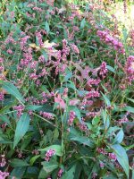 Polygonum longisetum