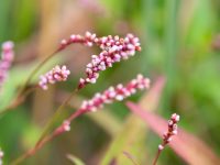 Polygonum minus