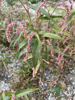 Polygonum persicaria