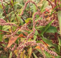 Polygonum pubescens