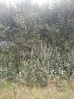 Populus alba