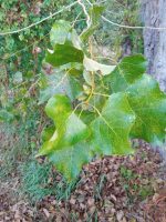 Populus nigra