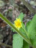 Potentilla glandulosa