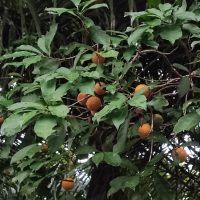 Pouteria guianensis