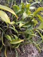 Prosthechea crassilabia