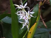 Prosthechea glumacea