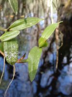 Prosthechea pygmaea