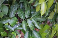 Protium heptaphyllum
