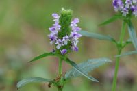 Prunella vulgaris