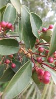 Prunus brasiliensis