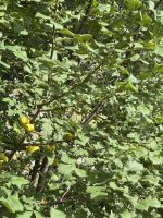 Prunus brigantina