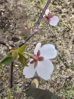 Prunus incisa